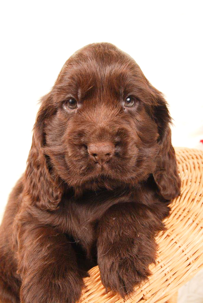 Csipirkei cocker spaniels