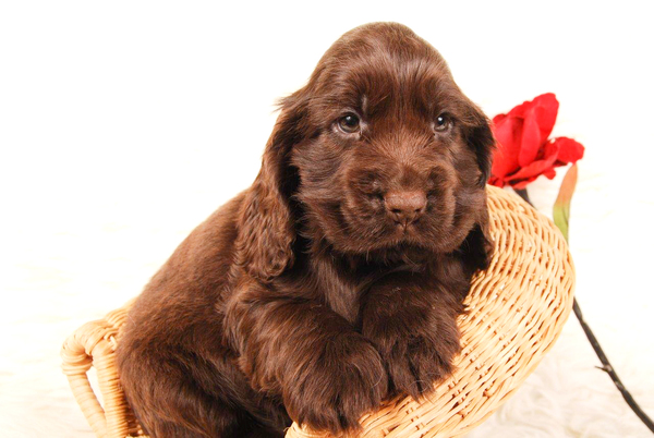 Csipirkei cocker spaniels