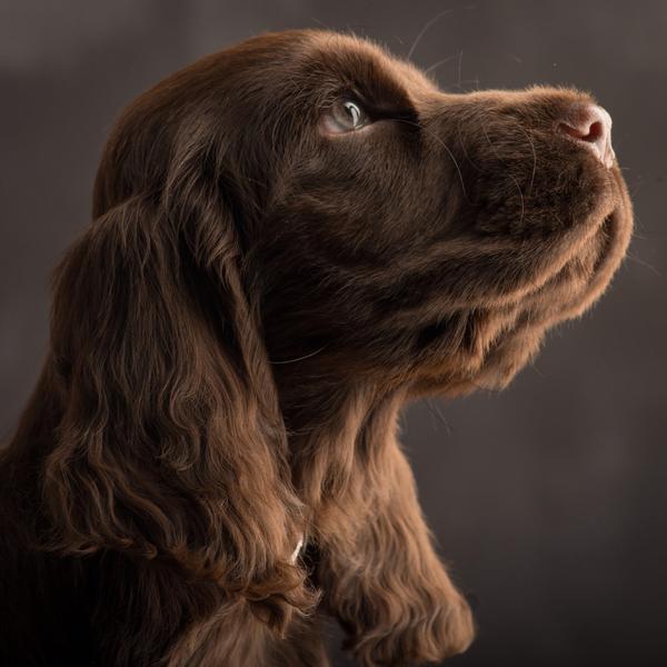 * Stand Your Ground * English Cocker Spaniel and Staffordshire Bull Terrier 