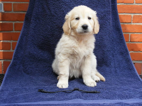 broertjes en zusjes van golden retriever gezocht