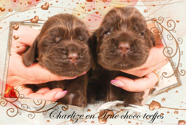 Csipirkei cocker spaniels