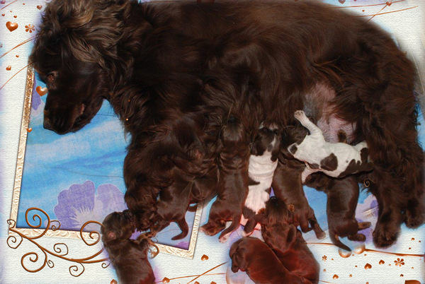 Csipirkei cocker spaniels