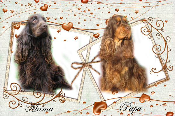 Csipirkei cocker spaniels