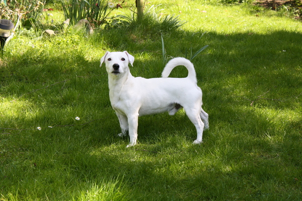 Jack Russell Terrier