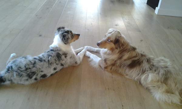 Australian Shepherd