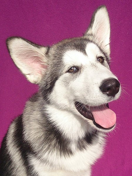 Shadow mijn Alaska Malamute pup van 18 weken teefje