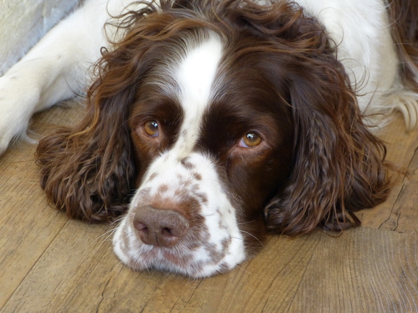 Engelse Springer Spaniel