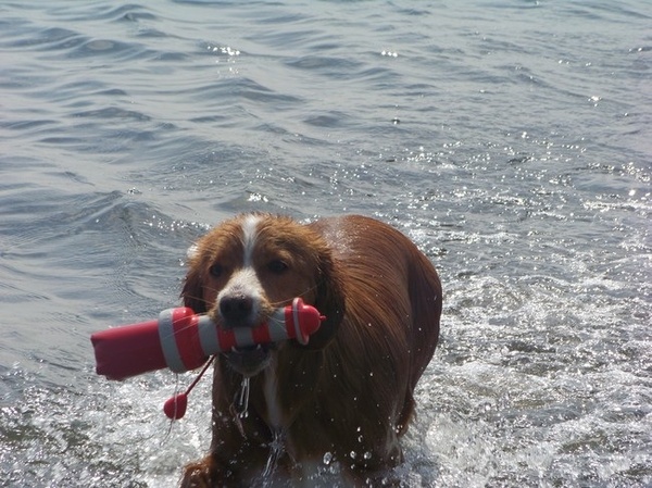 Nova Scotia Duck Tolling Retriever