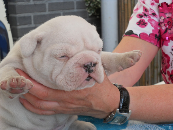 Witte Bulldog pup