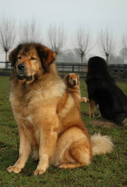 Do Khyi kennel DEKYI CHAMPA