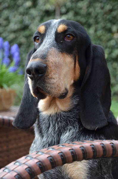 Basset bleu de Gascogne