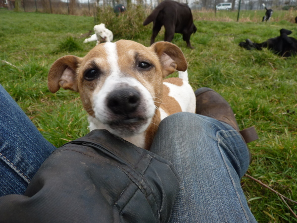 Jack Russell Terrier