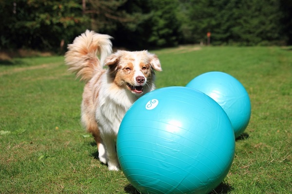 Australian Shepherd