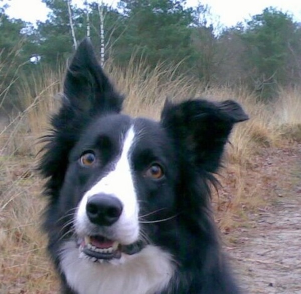 Border Collie