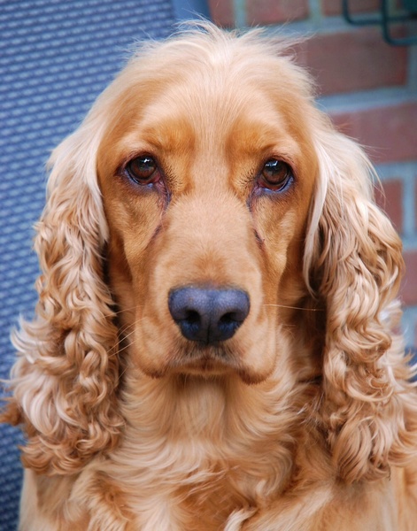 Engelse Cocker Spaniel