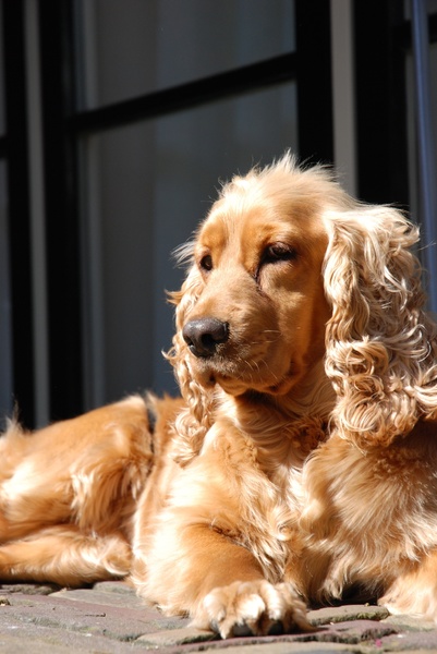 Engelse Cocker Spaniel