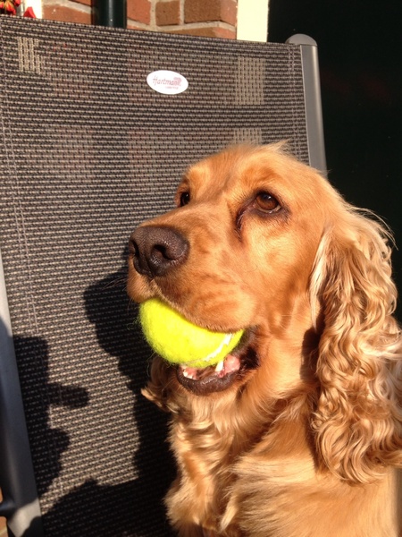 Engelse Cocker Spaniel