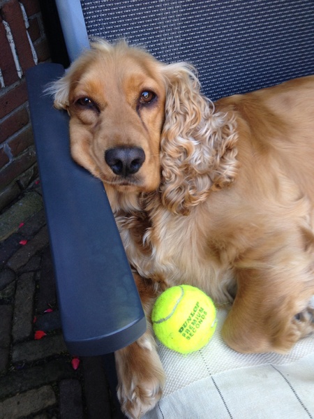 Engelse Cocker Spaniel