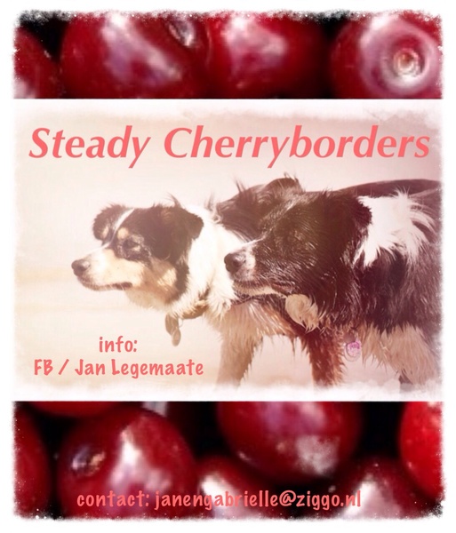 Steady Cherryborders