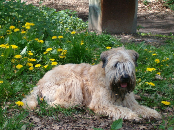 Irish Softcoated Wheaten Terriër