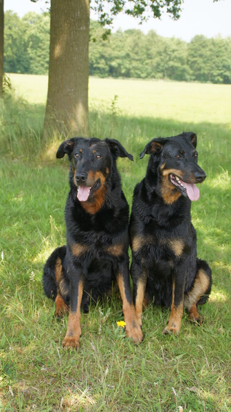 Beauceron