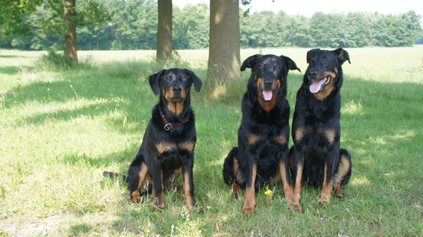 Beauceron