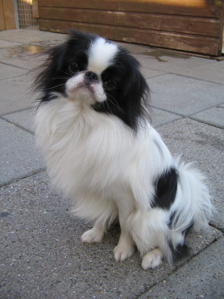 Japanse Spaniel