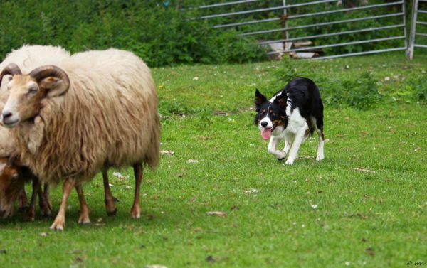 Border Collie