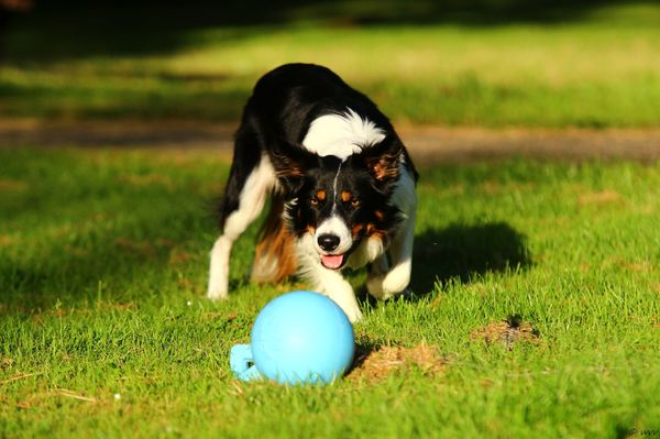 Border Collie