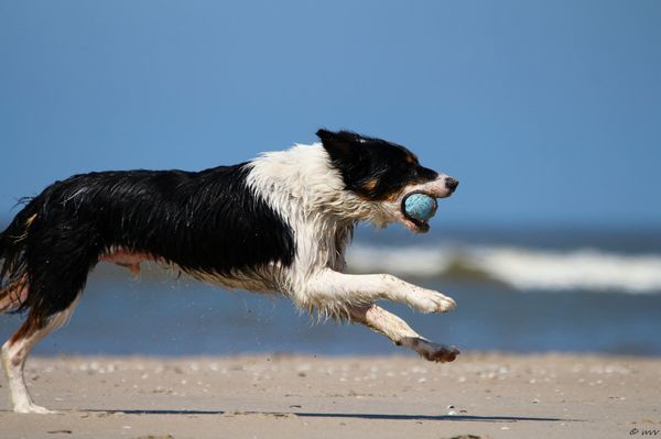 Border Collie