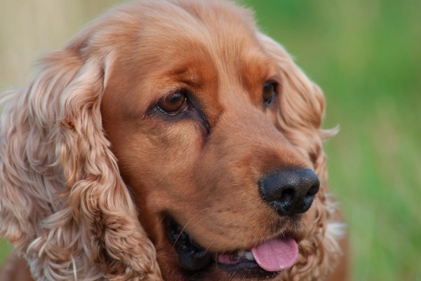 Engelse Cocker Spaniel