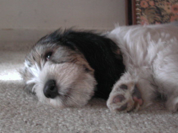 Petit Basset griffon vendéen