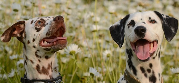 Jolie en Sooki