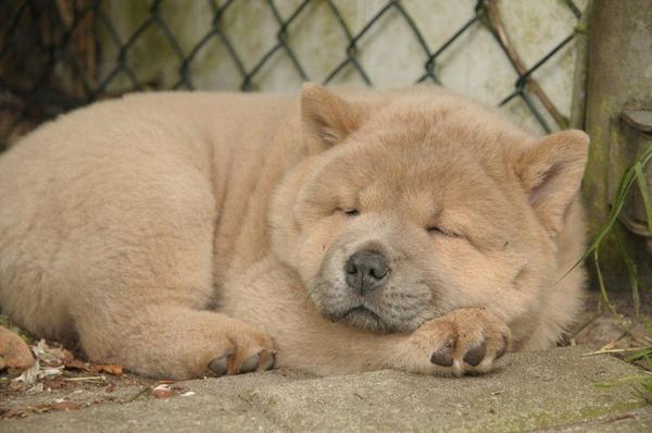 Chow chow