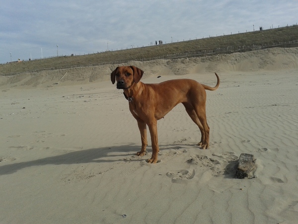 Rhodesian Ridgeback