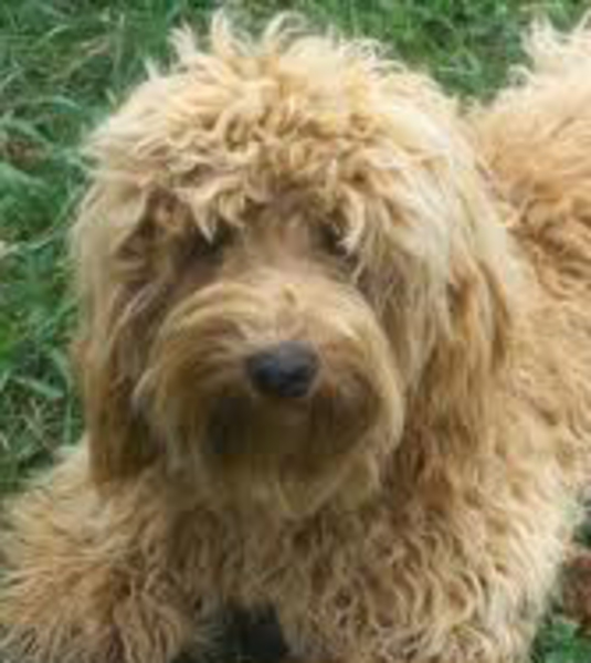 Diamond Dogs Australian Labradoodles