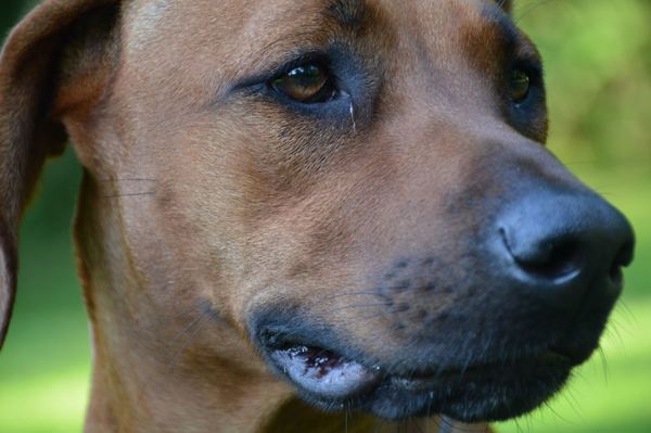 Rhodesian Ridgeback