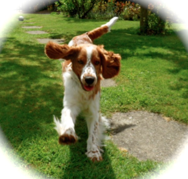 Welsh Springer Spaniel