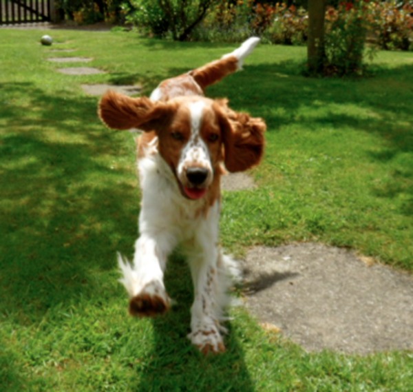 Welsh Springer Spaniel