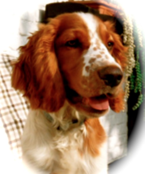 Welsh Springer Spaniel