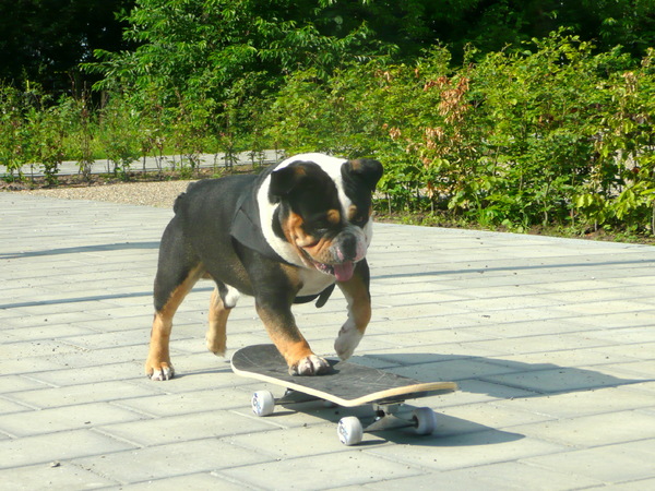 Old English Bulldog