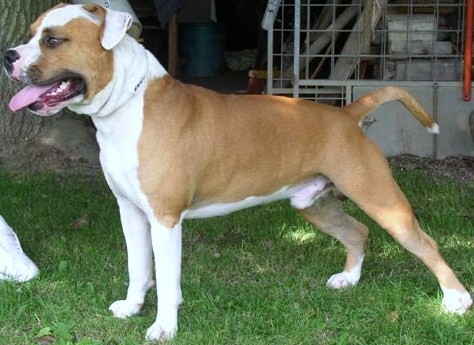 American Staffordshire Terrier