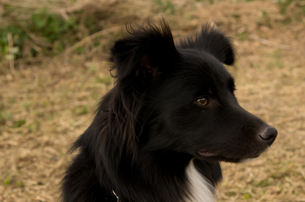 Australian Shepherd