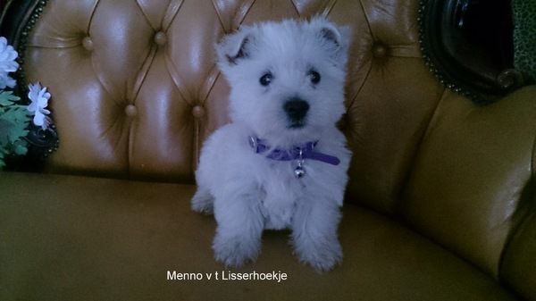 West Highland White Terrier