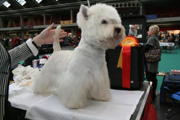 West Highland White Terrier