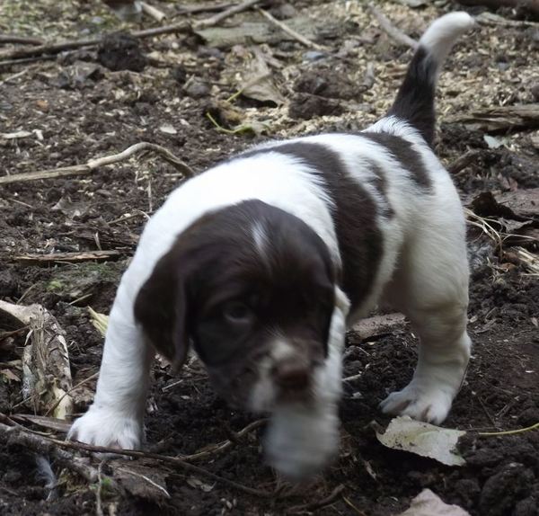 Hexental Engelse Springer Spaniels