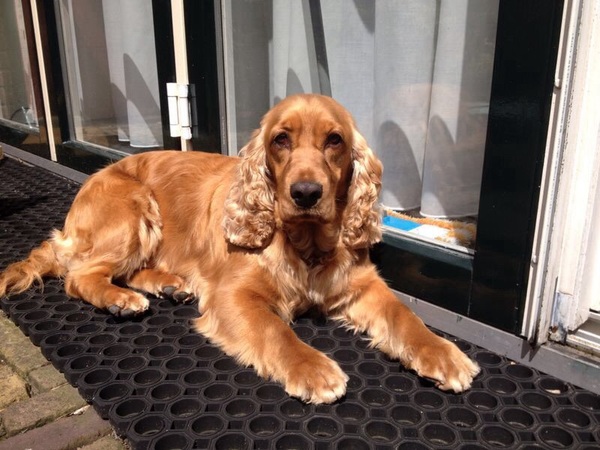 Engelse Cocker Spaniel