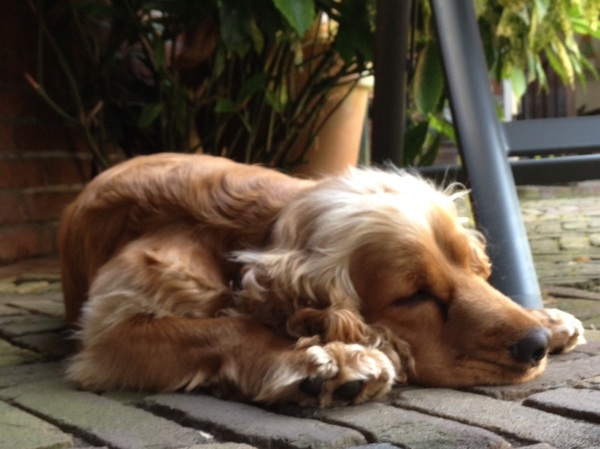 Engelse Cocker Spaniel