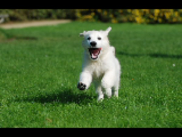 Golden Retriever