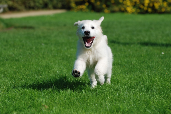 Golden Retriever